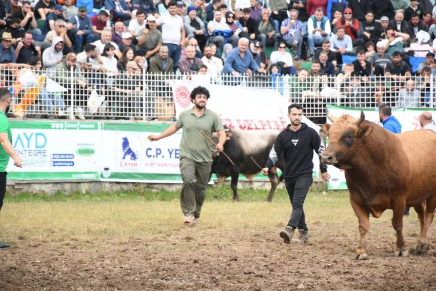 Artvin'in Kafkasör Yaylası'nda boğaların 44. randevusu nefes kesti