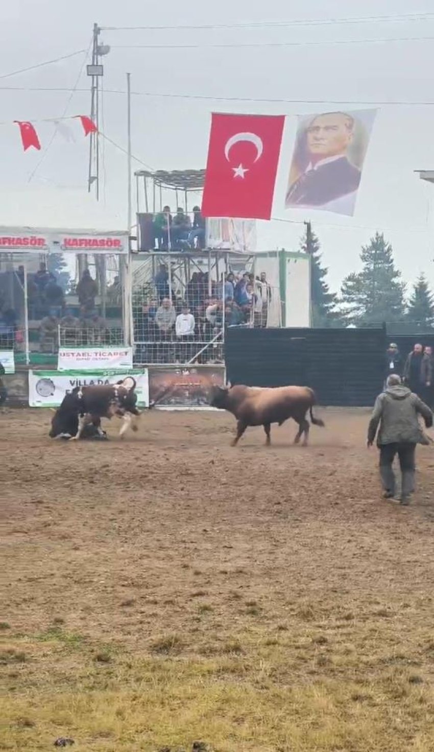 Rakibinden kaçan boğa, bakıcısını boynuzla yere serdi