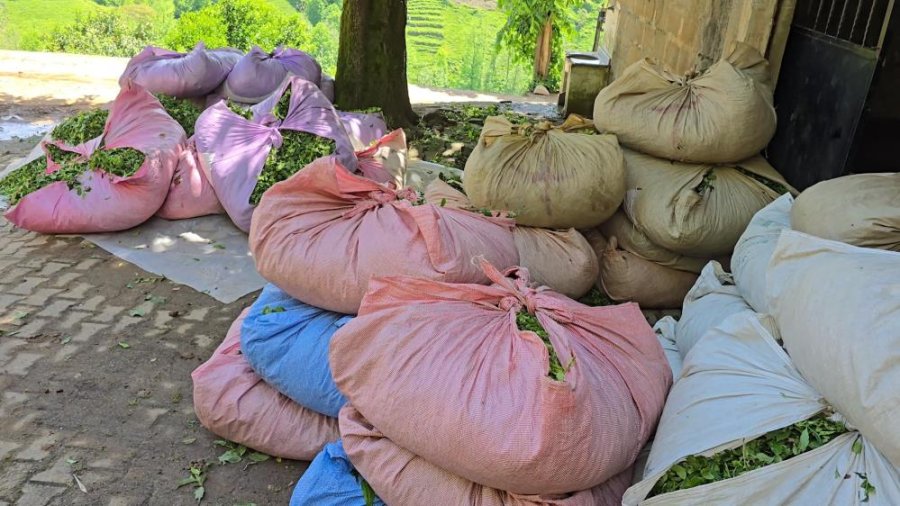 ÇAYKUR sezonun ilk gününde 900 ton çay aldı